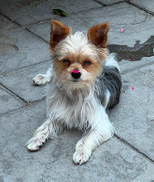 AKC Parti That Carries Chocolate Male Yorkie, Chip